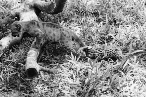 ZOO NEGARA