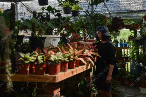 KEDAI BUNGA DAN NURSERI BEROPERASI