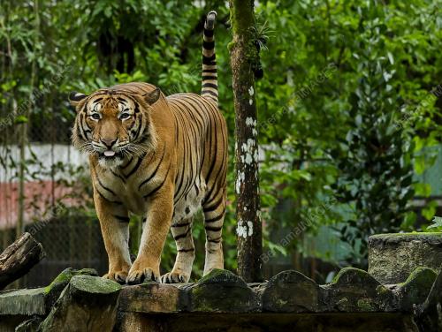ZOO NEGARA