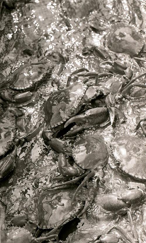 KHASIAT KETAM