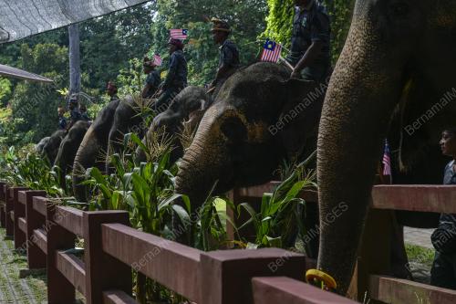 HARI GAJAH SEDUNIA