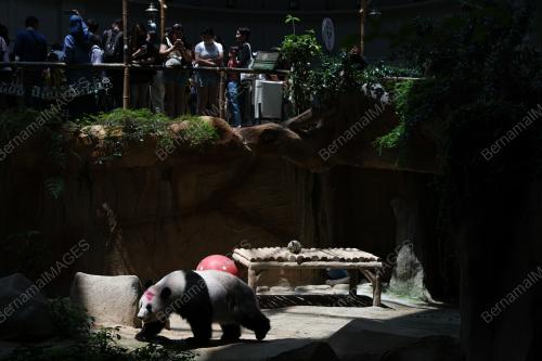 GIANT PANDA BIRTHDAY CELEBRATION CEREMONY 2023