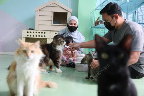 CAT CAFE AND ADOPTION