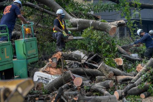POKOK TUMBANG DI JALAN TRAVERS
