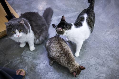 KL28_30042026_FLUFFY