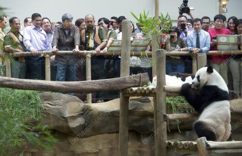 KL29_03092015_ZOO_PANDA