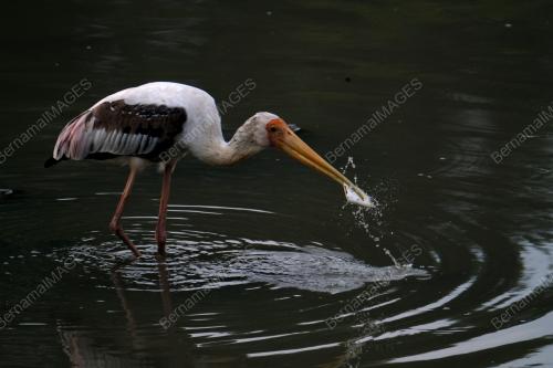 PAINTED STORK (MYCTERIA LEUCOCEPHALA)