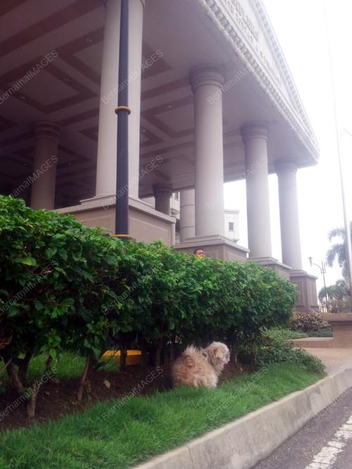 KL29_04082016_ANJING