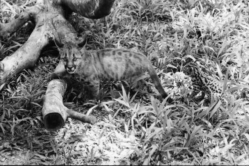 ZOO NEGARA