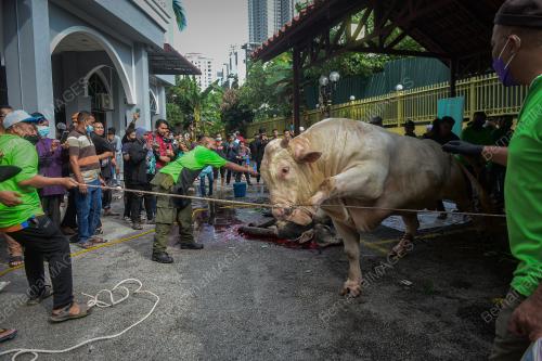 LEMBU BAKA CHAROLAIS