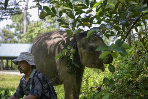 HARI GAJAH SEDUNIA