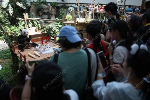 GIANT PANDA BIRTHDAY CELEBRATION CEREMONY 2023