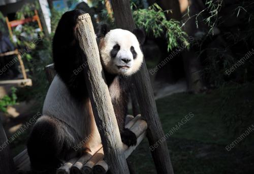 KL29_25062014_PANDA