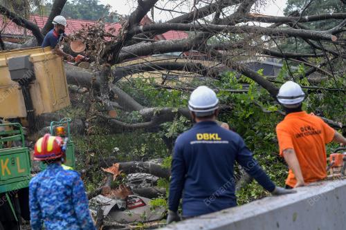 POKOK TUMBANG DI JALAN TRAVERS