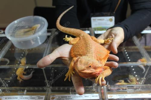 KL29_27062015_PET_WORLD