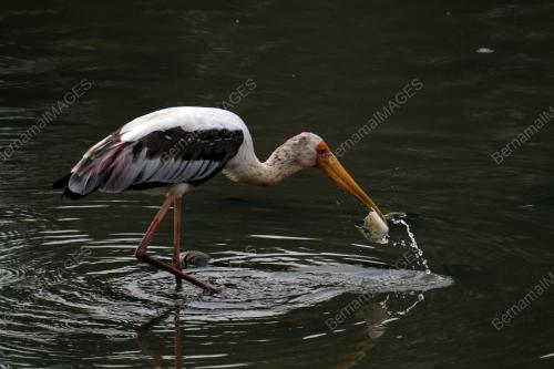 PAINTED STORK (MYCTERIA LEUCOCEPHALA)