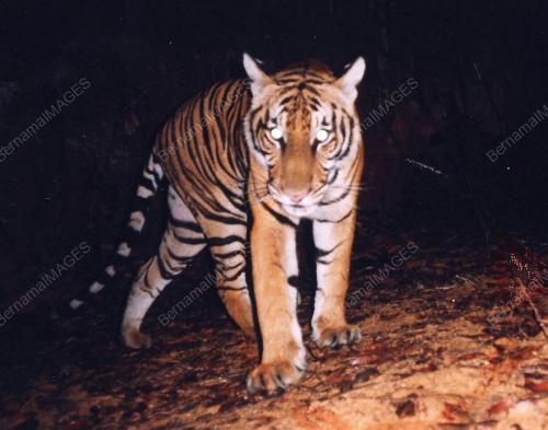 HARIMAU MALAYA