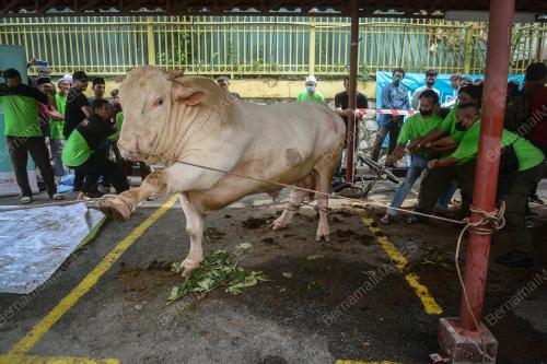 LEMBU BAKA CHAROLAIS