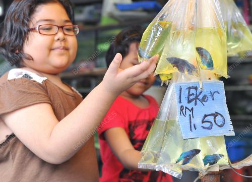 KL30_12022012_IKAN_BETTA