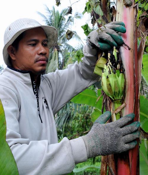 KL30_13102012_PISANG_BATANG