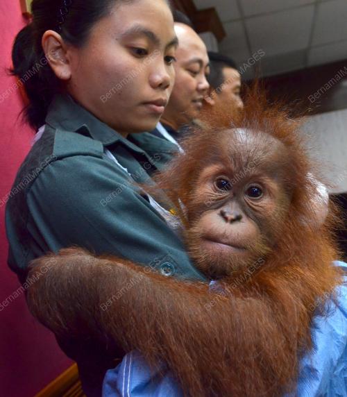 KL30_19102015_ORANGUTAN