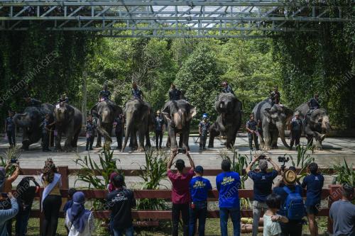 HARI GAJAH SEDUNIA