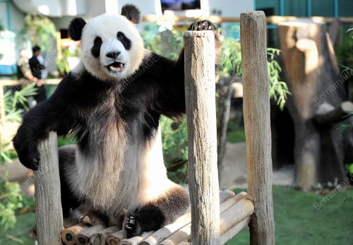 KL30_25062014_PANDA