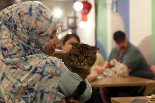 CAT CAFE AND ADOPTION