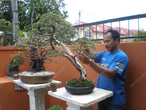 BONSAI