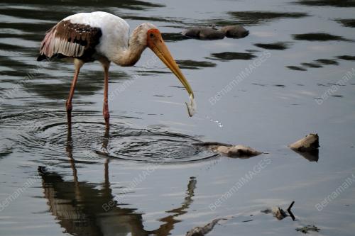 PAINTED STORK (MYCTERIA LEUCOCEPHALA)