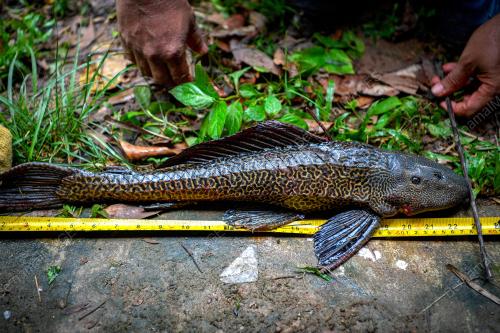 KOMUNITI PEMBURU IKAN BANDARAYA
