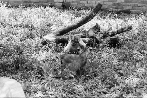 ZOO NEGARA