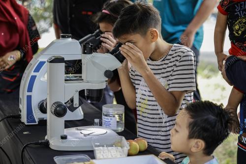 PERANGI AEDES