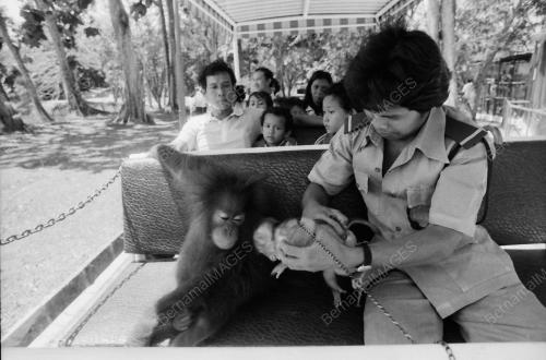 MONYET DI ZOO NEGARA
