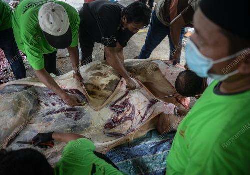 LEMBU BAKA CHAROLAIS