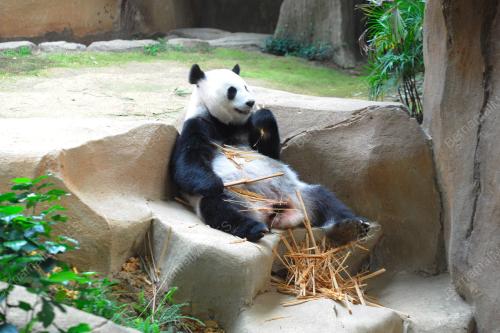 KL31_11072015_PANDA_FENG_YI