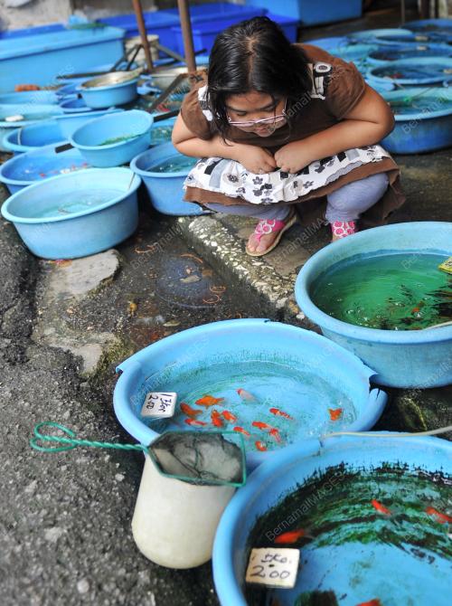 KL31_12022012_IKAN