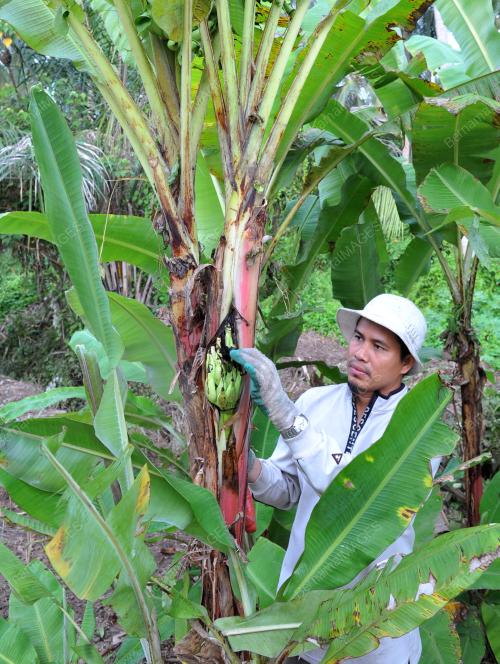 KL31_13102012_PISANG_BATANG