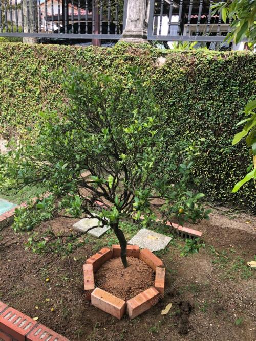 LIMAU KANTURI PLANT-MOHAMED SALLEH