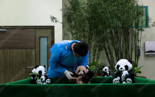KL31_17112015_PANDA
