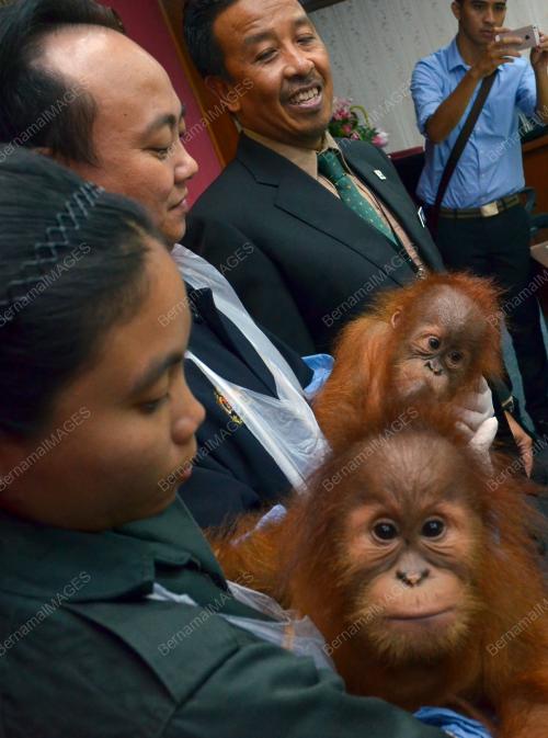 KL31_19102015_ORANGUTAN