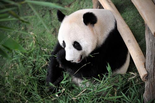 KL31_25062014_PANDA
