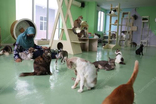 CAT CAFE AND ADOPTION