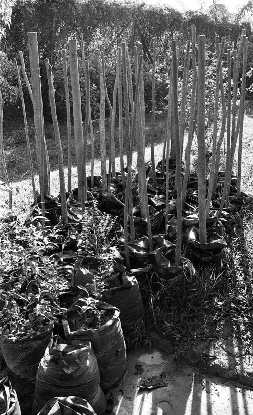 INSTANT TREES