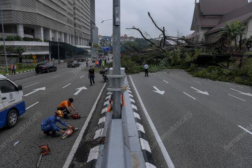 POKOK TUMBANG DI JALAN TRAVERS