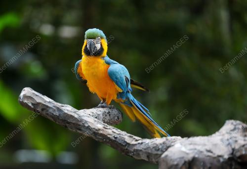 ZOO NEGARA