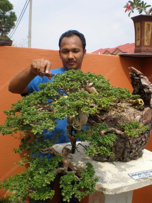 _BONSAI