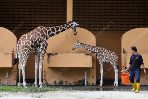ZOO NEGARA - PERINTAH KAWALAN PERGERAKAN COVID 19