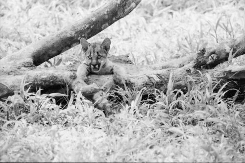 ZOO NEGARA