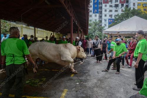 LEMBU BAKA CHAROLAIS